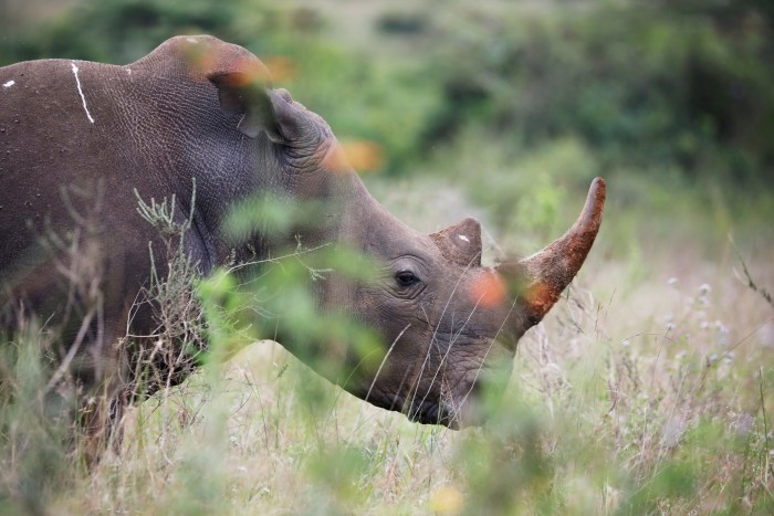 A southern white rhino inside Nairobi national park in Kenya
